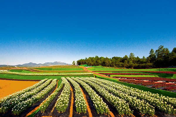 第47页第一排最右边张油菜花照片换成这张花海.jpg